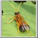 Tenthredo campestris - Blattwespe 01.jpg